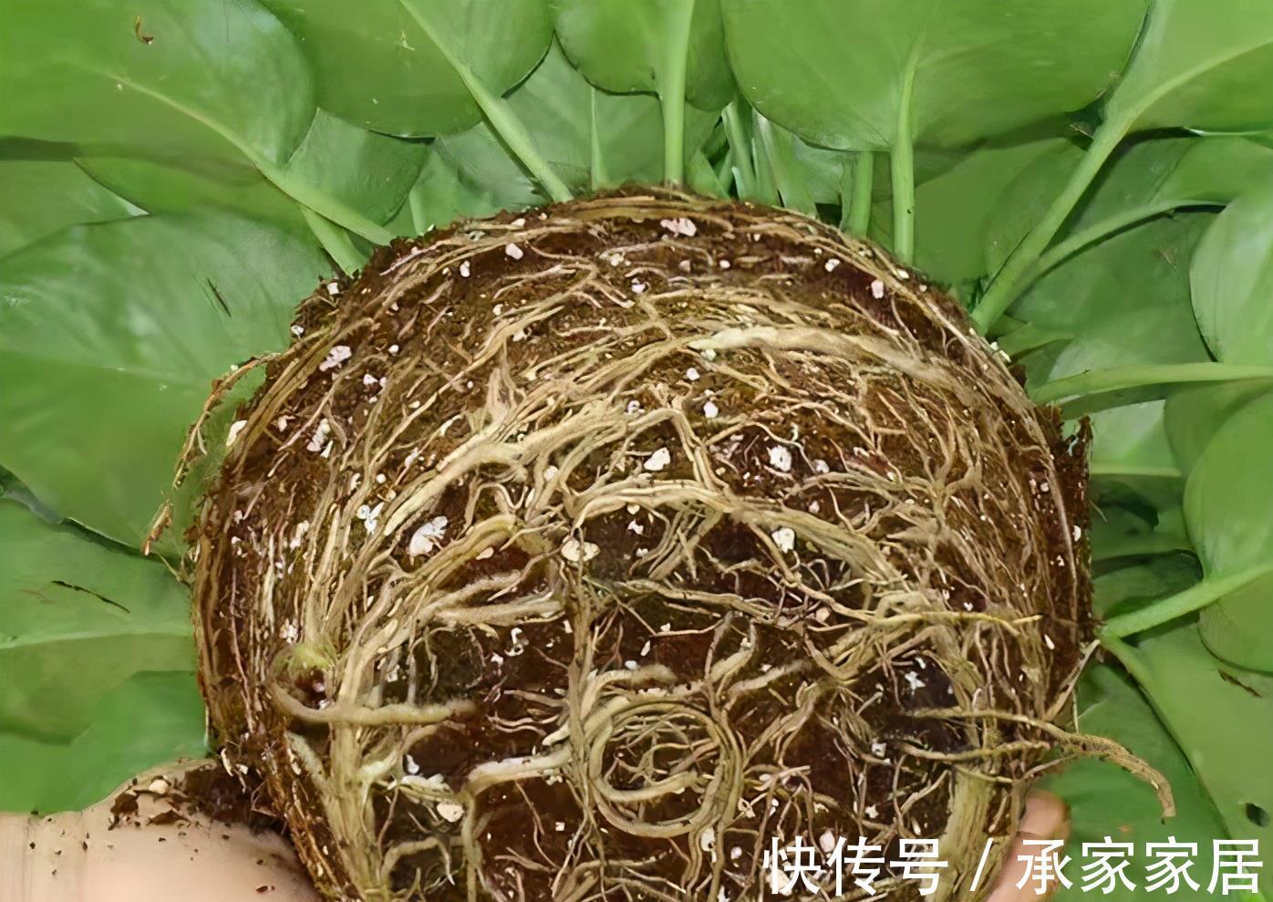 花盆|绿萝叶片稀疏发黄，常见的原因你肯定想不到，解决了就能养爆盆