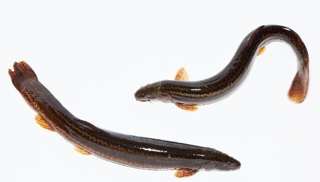 简单|垂钓泥鳅另有一番乐趣,小伙伴们又去钓泥鳅了,垂钓技巧简单易学