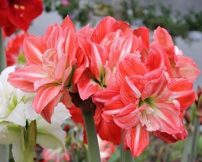 自带“贵气”的3种花,养家里1盆,开花富贵、阳台变成小花园!