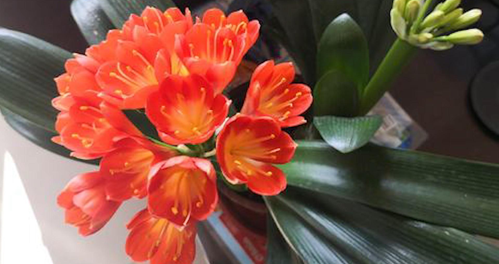 家养君子兰最简单的配土、施肥方法,不会烂根、好养