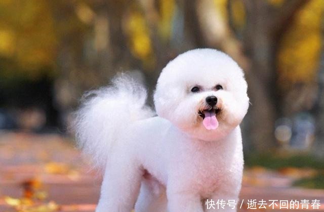 三个月公比熊有生育能力吗