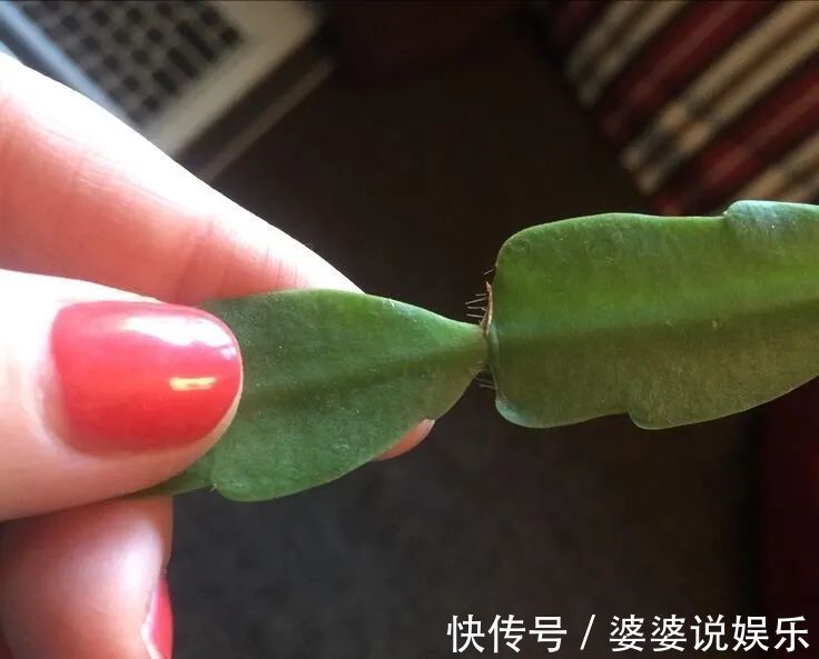 蟹爪兰简单扦插出几十盆,今后随便养,烂掉几棵也有底气