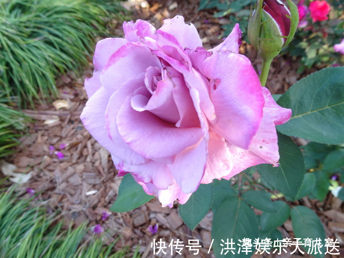 喜欢菊花,不如养盆“玫瑰珍品”天堂月玫瑰,花朵美艳,红里透紫