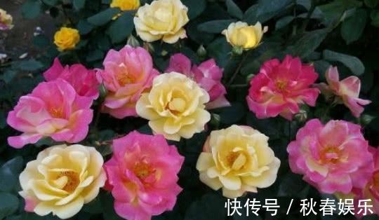 养月季,学会''6点''你就是高手,花苞冒不停,年年开花不断!