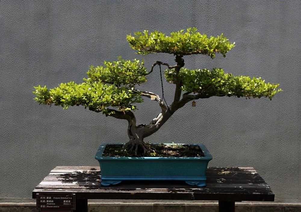  生长|4种农村常见的树墩子，修剪一番变成高价值盆景，观赏性极高