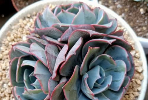 多肉上盆以后的浇水时间非常重要,稍微把控不好它们就可能出问题