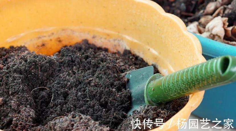 果皮|油渣能拿来养花吗?这么一处理,君子兰、月季都爱吃