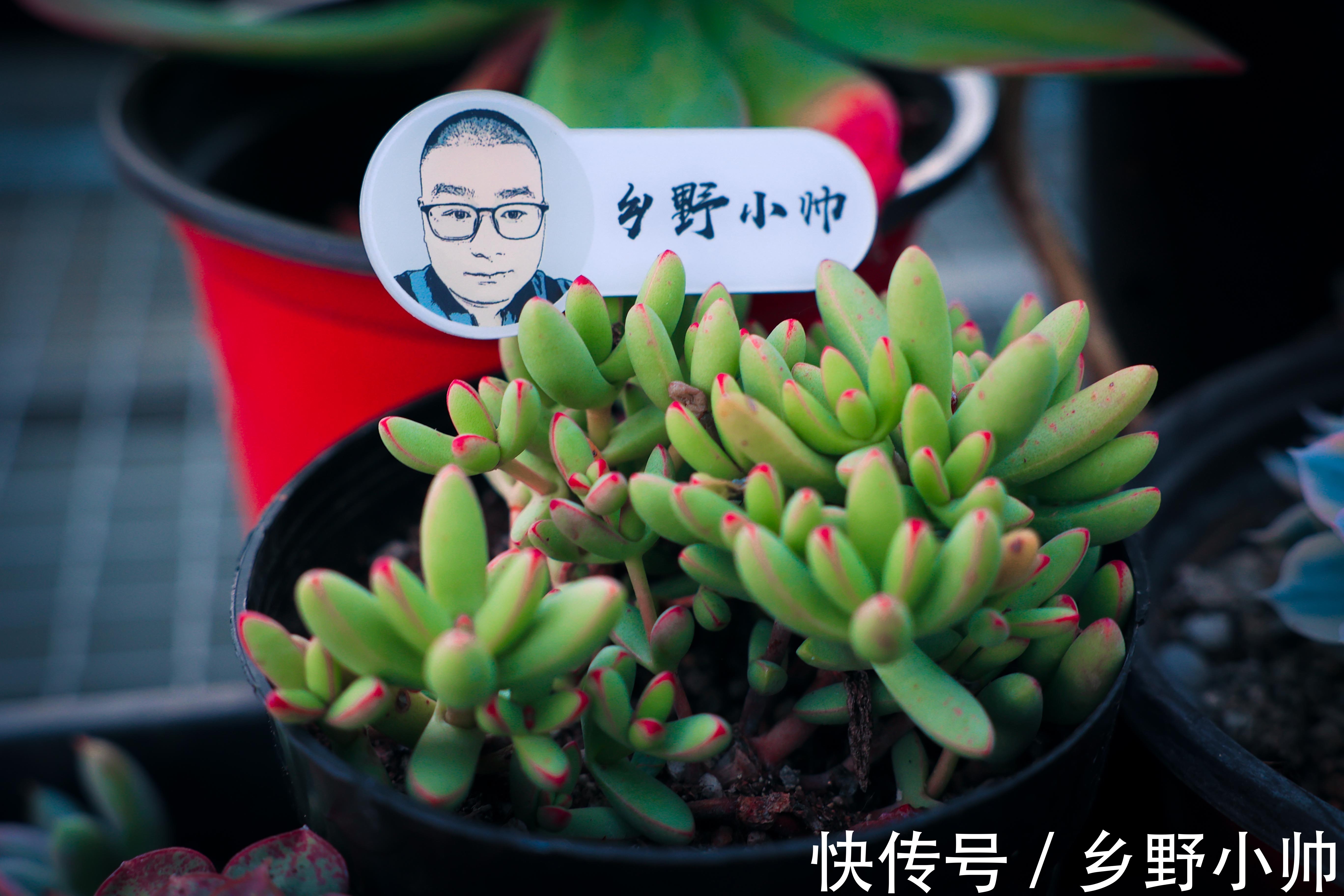 秋天|秋天来了,养肉方式要改变。这三件事不要急,否则多肉不生长