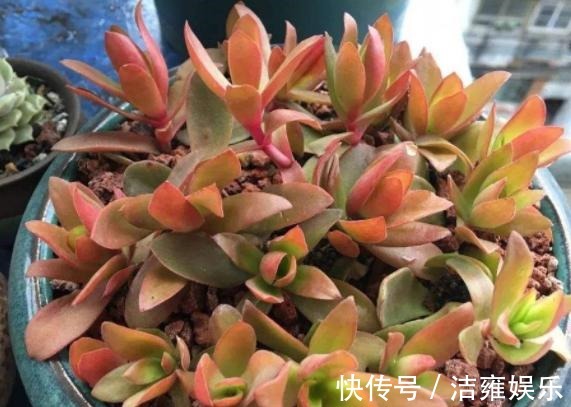 花盆|多肉变老桩,选盆不能凑合,用大盆效果差,教你不用颗粒土养好