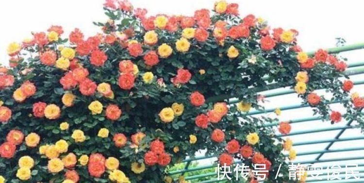 月季|最受欢迎的4种花，被称为“开花机器”，花朵迷人，阵阵花香