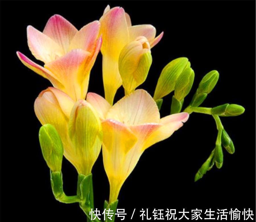 韭菜|兰花中的“香水之王”,比韭菜长得快,优雅清新,香气迷人