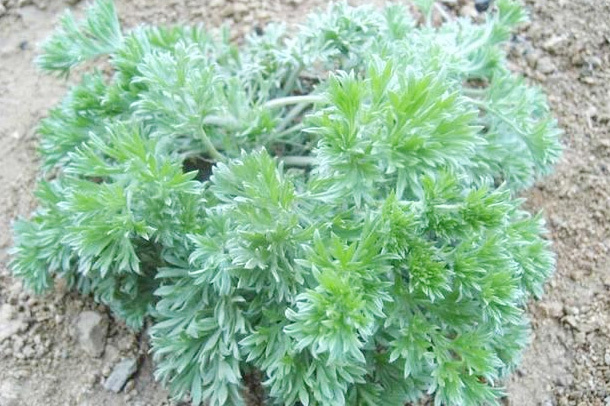 肝脏|春季“养肝第一草”,多吃可以降血脂,保肝利胆,防肝炎助长寿