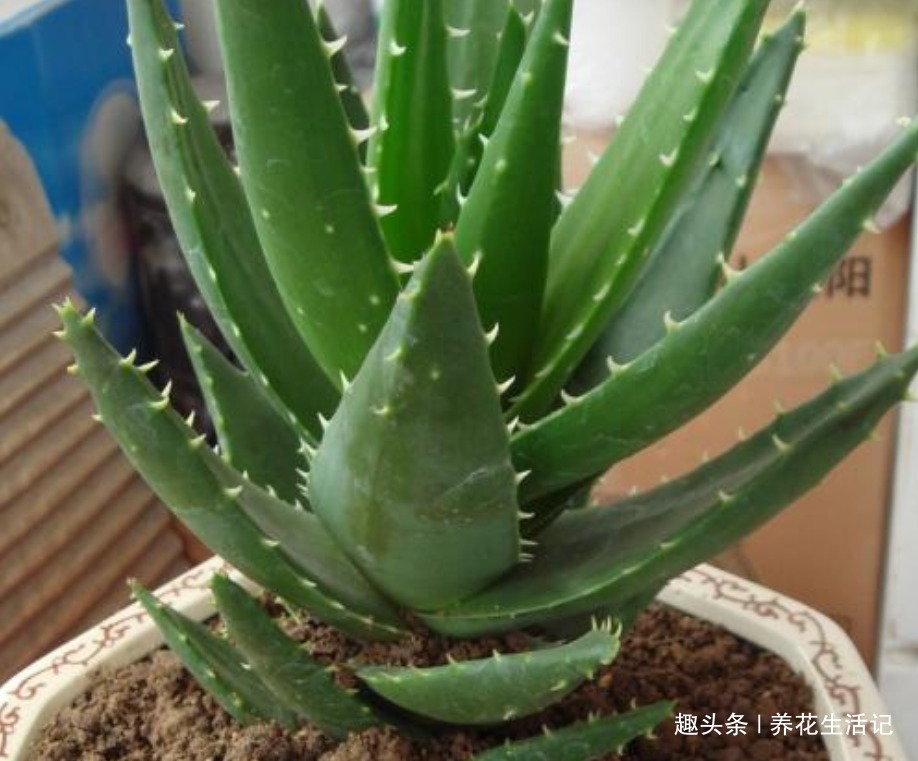 在家中养芦荟，叶子上有病斑，试试以下几种方法，能轻松解决！