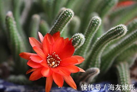 1种花不是蟹爪兰,开花却比蟹爪兰还美,半年能长1米高,开成花海