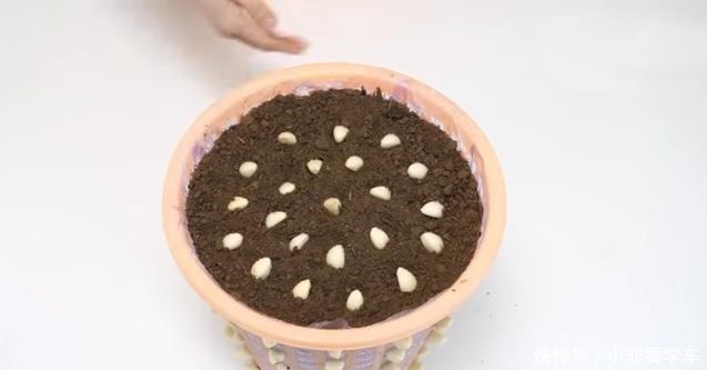 一个垃圾桶，能种出一桶蒜！多到吃不完，以后家里一年都不用买了！