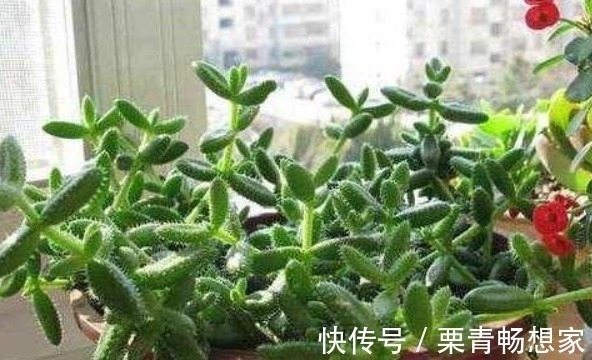 酸性|栀子花、茉莉花、都爱喝“1种液体”,用后叶子绿、开花旺