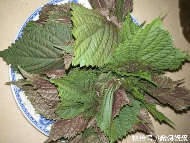 自带香味还能泡水喝的6种花,阳台养一盆,堪比小药箱