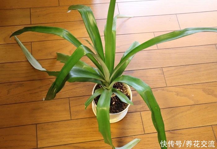 吃剩下的菠萝头别丢，水培生根后转土培，2年后可开花结果