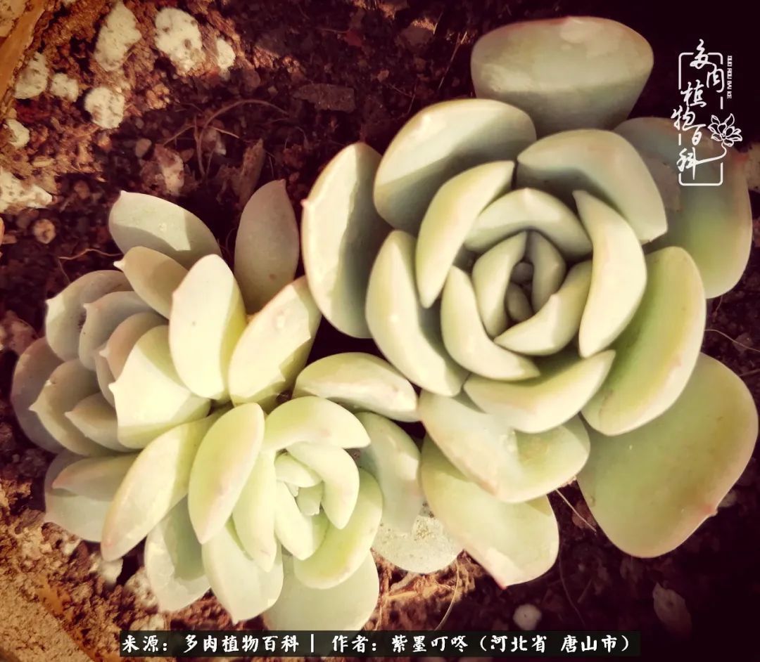 疗愈|从平凡中寻找美感，从噪杂中寻找宁静——多肉给予我的心灵疗愈！