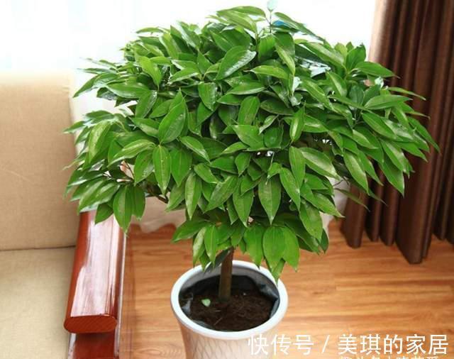 尼古丁|家里养这4种植物，被誉为“天然净化器”，“霸气”护宅