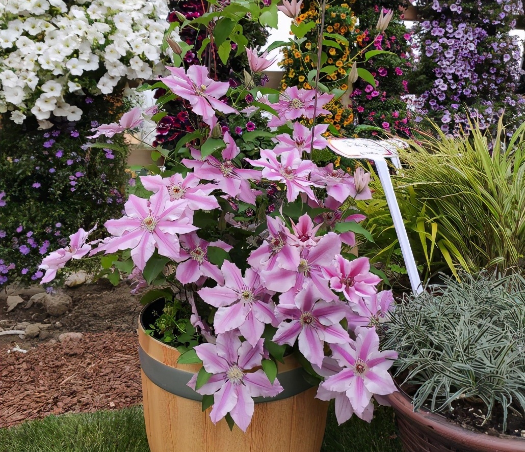 园土|总结养花“十大问题”,只要学会,你就是养花大神