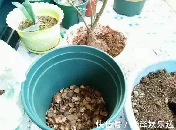 养花|生活垃圾做养花肥,再好不过,月季花用了就猛长!