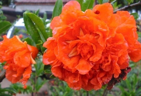 牡丹|家养“吉祥花”,比石榴花好看,比牡丹富贵,沾土就活,开花千朵