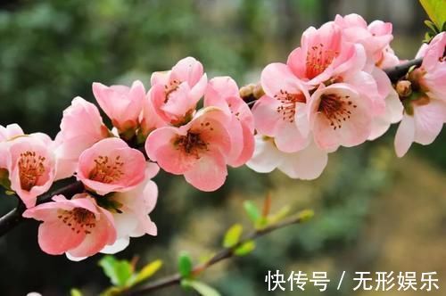 海棠花姿态潇洒随性 是花中的神仙 而且艳而不妖 快资讯 海棠花姿态潇洒随性 是花中的神仙 而且艳而不妖 快资讯