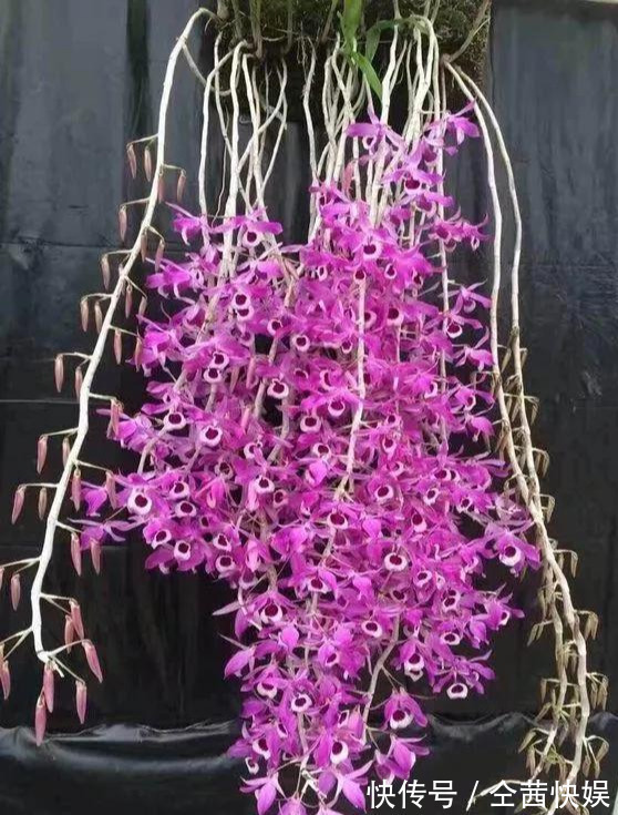 棕榈皮|门前石头上长了一丛草,朋友出1000元来买,开起花来真漂亮!