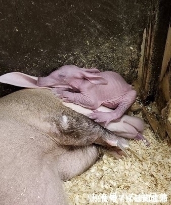 动物园|“世界最丑宝宝”诞生 兔耳朵猪鼻子 你们肯定不知道它是啥?