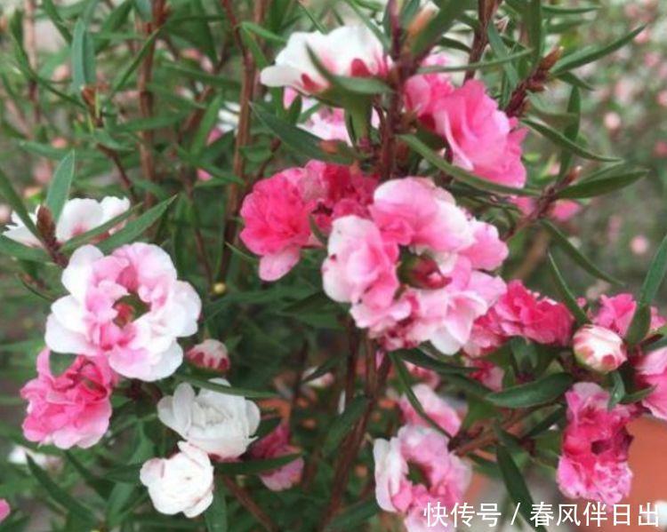 家里要养4种花,开花吉祥喜庆,看了就让人沉醉,年年开花不断