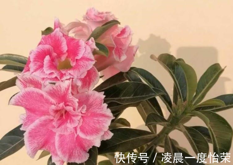 通风性|沙漠玫瑰也能养“挂”重点问题在这，找出原因并解决，才能养好