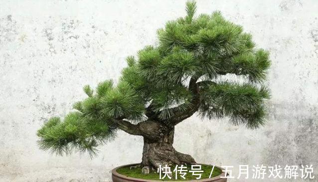 五针松盆景夏季养护做好此几点,四季常青