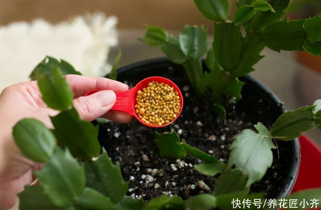 浇水|夏天施肥别盲目，掌握好4点，才能促进生长，用错了会烧根