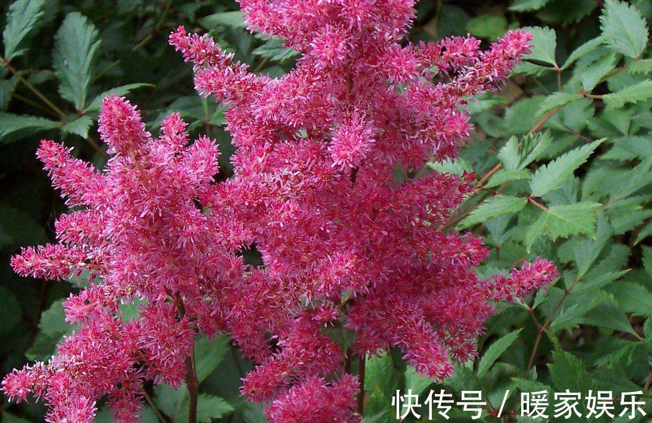 此花药用价值高,便宜好养活,家种几盆,小痛小病不用再买药