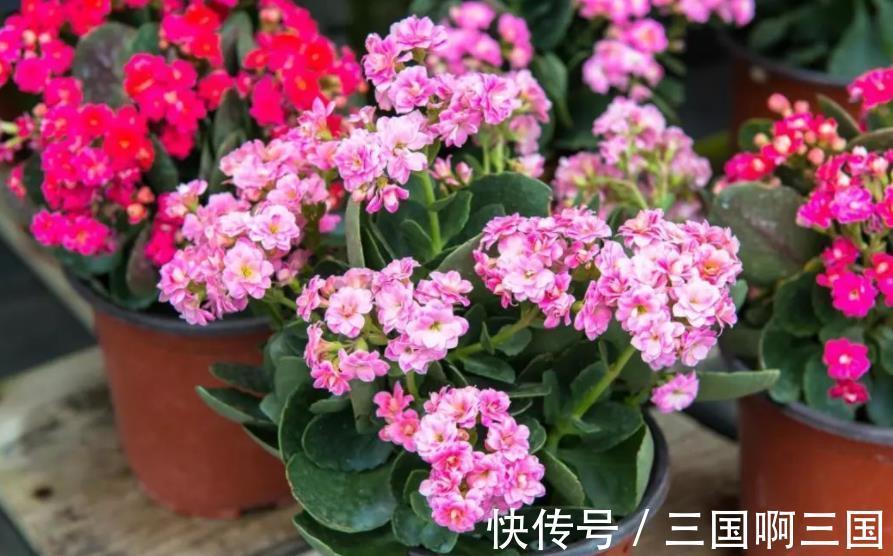 5种“怕水花”,11月后别乱浇水,不然叶子哔哔掉,还容易烂根