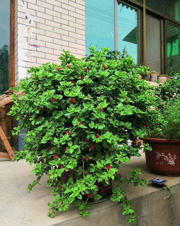 种植|5种“菜根”别扔,插进花盆,浇浇水,半个月长成“小菜园”