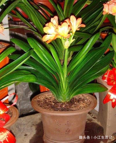 什么柳树皮、花生壳都不如“1种垃圾”,肥效足、叶油绿,易爆盆