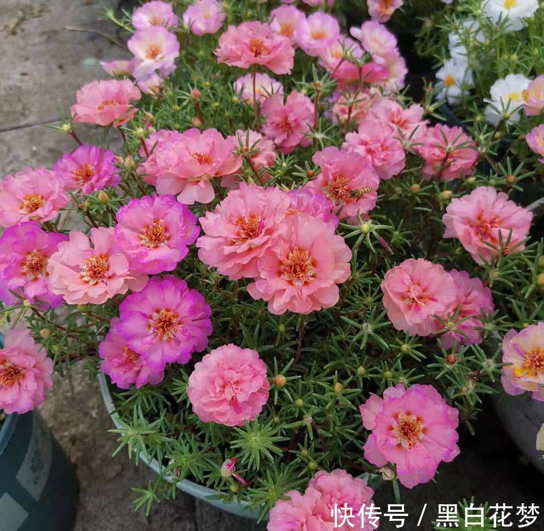 有5种花,很好养很勤花很优秀,种阳台露台上非常美