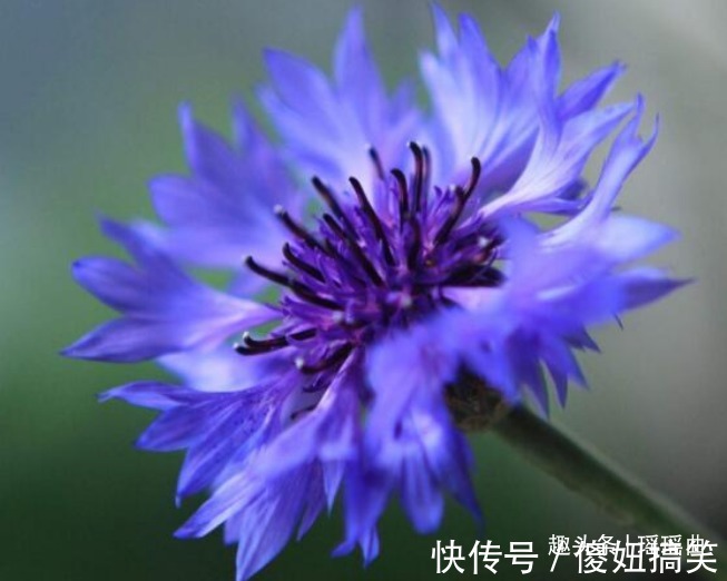 此花色彩清丽花形美丽,细致可爱清新优雅,代表着幸福的到来