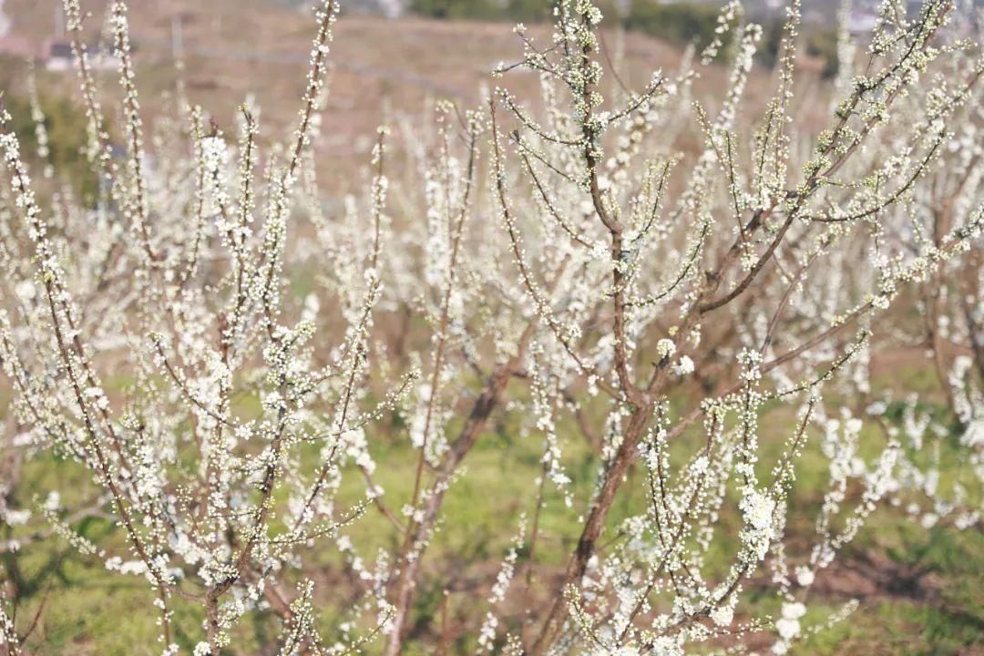 二月春光如酒浓 共赴广安花的盛宴