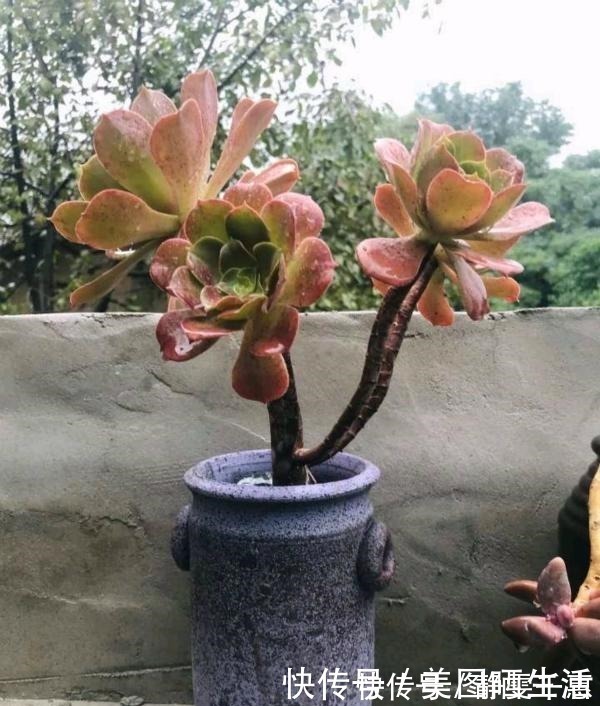 普货|她养多肉,专选“大普货”,养成独特“怪老桩”,大家都夸赞!