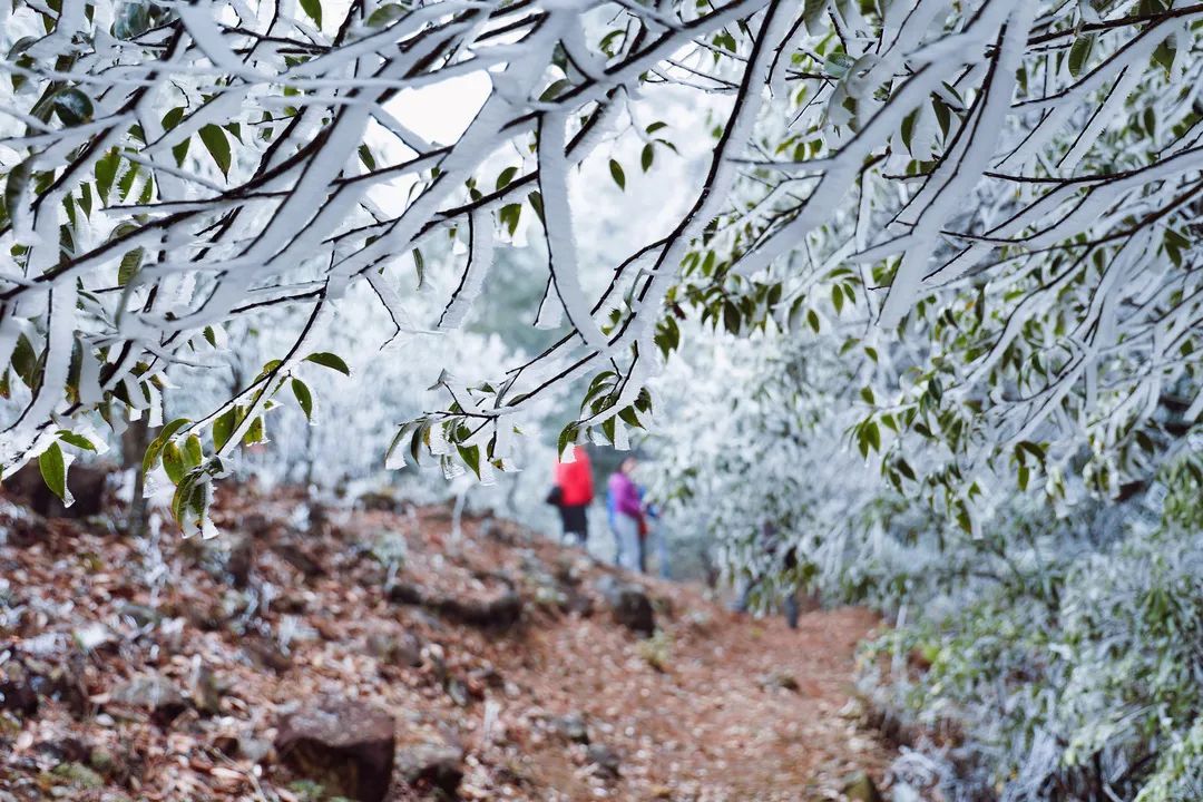 庆元县|不是初雪，胜似初雪，庆元雾凇，宛若仙境！