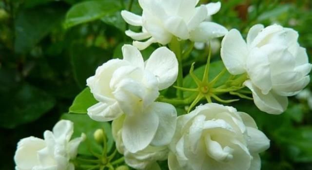 夏养茉莉花,记住“3个”要领,叶绿花多,一开就三个月