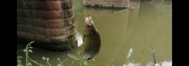 鱼钩|野钓时时有惊喜,闷杆钓居然上奇货,惊喜惊喜