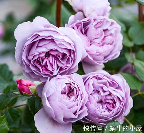 贵州|贵州大妈别的花不爱,就喜欢养月季,院子里养了4种,都是精品