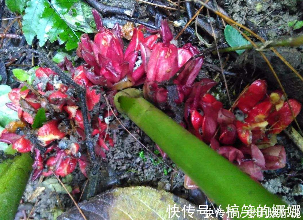 阳荷|年轻人无人吃,农民当成猪青料,国外稀少当成宝,其实价值很高