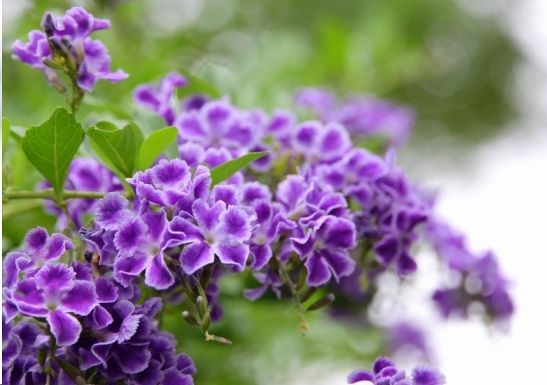 风信子|这18种超级好养的植物,养花新手也能养的很好!