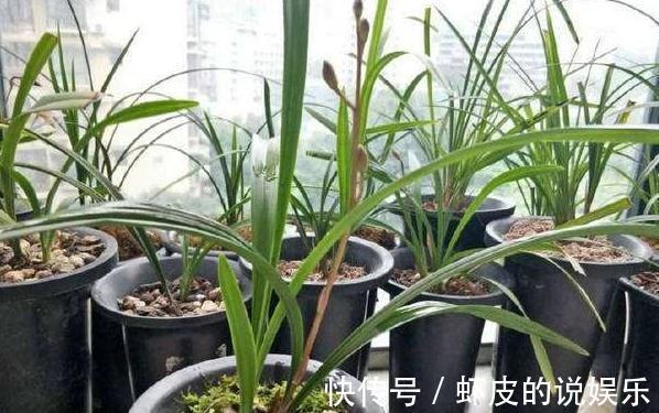 养兰花，只喂3种水，效果堪比营养液，肥力强，效果佳