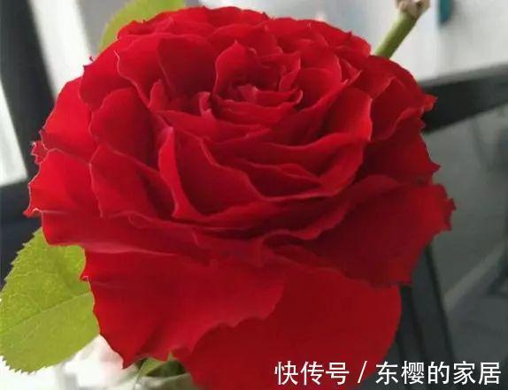 嘘,这款月季名字真是太羞耻了,耐晒耐雨抗性好,一点娇气都没有